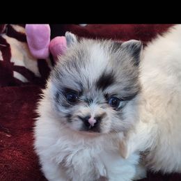 Pomeranian Puppies from La Belle Pomeranians