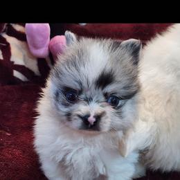 Pomeranian Puppies from La Belle Pomeranians