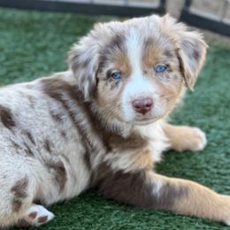 Rascal - Red merle male Australian Shepherd puppy in Ramona, California from Blue Moon Aussies