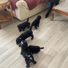 Poodle Puppies from D and D Standard Poodles