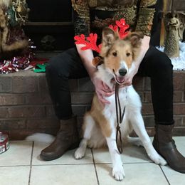 Collie Puppies from Whites Collies