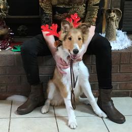 Collie Puppies from Whites Collies