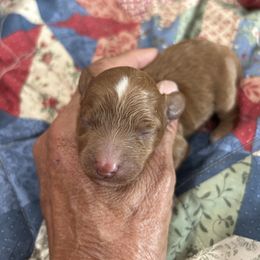 Peach - Red female Cockapoo puppy in Winnsboro, Texas from Happy Hollow Ranch