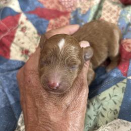 Peach - Red female Cockapoo puppy in Winnsboro, Texas from Happy Hollow Ranch