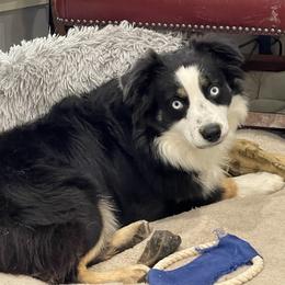 BLIZZARD - Miniature Australian Shepherd