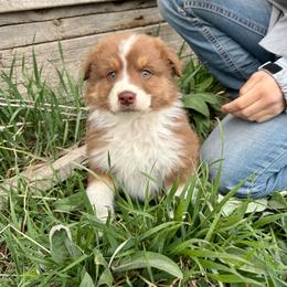 Denim - Red tri-color female Australian Shepherd puppy in Heber City, Utah from Junipersdoodles