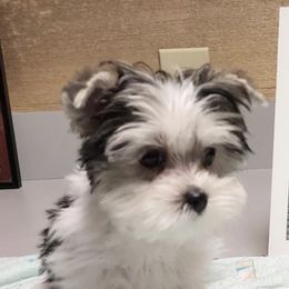 "Past puppy 2022" Maltese and Yorkshire Terrier Puppies from Precious Paws Maltese and Yorkies