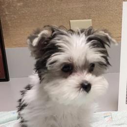 "Past puppy 2022" Maltese and Yorkshire Terrier Puppies from Precious Paws Maltese and Yorkies