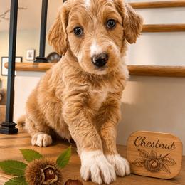 Chestnut:  warm, cozy, and strong - Apricot male Goldendoodle puppy in Placerville, California from New Dawn Poodles and Doodles