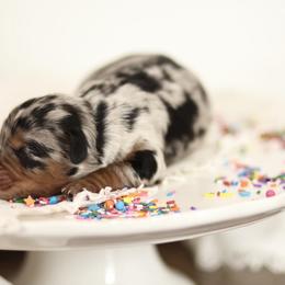 Slice - male Australian Mountain Doodle puppy in Spanish Fork, Utah from Little Puppy Co.