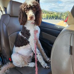 Bandit - Parti Poodle puppy in Nibley, Utah from Angel Breed Solutions