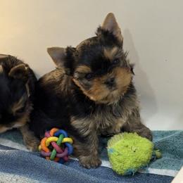 Romeo - Blue and gold male Yorkshire Terrier puppy in Portland, Oregon from Bohemian Beauty Yorkshire Terrier