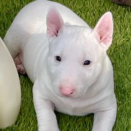Boy 2 - White male Miniature Bull Terrier puppy in Granada Hills, California from Tonka Miniature Bull Terriers