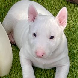 Boy 2 - White male Miniature Bull Terrier puppy in Granada Hills, California from Tonka Miniature Bull Terriers