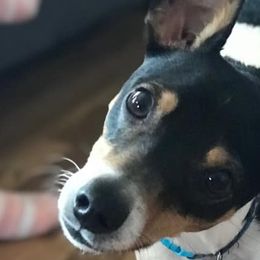 Rat Terriers from Deenise's Rat Terriers