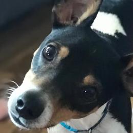 Rat Terriers from Deenise's Rat Terriers