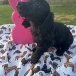 Ebony - Black female Dachshund puppy in Hudson, Michigan from Mittentail Kennel Miniature Dachshunds & Australian Shepherds