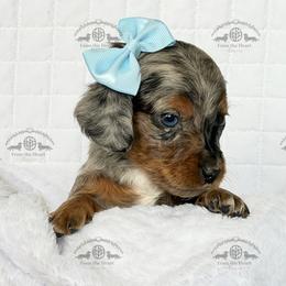 Miss. Pink-4400 - Dapple female Dachshund puppy in Ocala/Gainesville, Florida from From the Heart Doxies