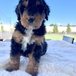 Nova - Phantom male Bernedoodle puppy in Nampa, Idaho from Ember Skies Doodles