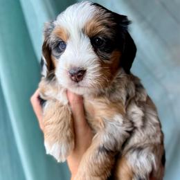 Sunshine - female Australian Mountain Doodle puppy in Cortez, Colorado from Sassy Pants Pups
