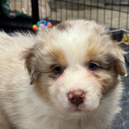 Zed (short tail) - Red merle male Australian Shepherd puppy in Jacksonville, Florida from Solace Australian Shepherds