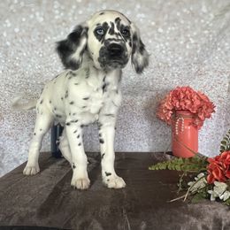 Gabby Gabby - White and black Dalmatian puppy in Motley, Minnesota from Dynasty Paws