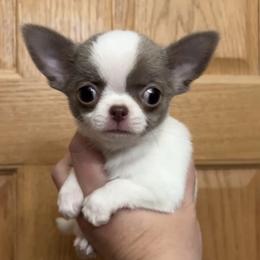 Capri - Blue and white female Chihuahua puppy in Michigan from Fanciful Thrills Kennel