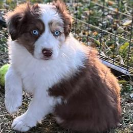 Marcy - Red merle female Australian Shepherd puppy in Lebanon, Oregon from Mount Hope Aussies