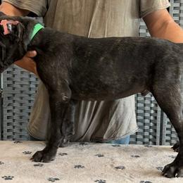 Green Collar Boy - AKC and ICCF - Callie x Lawman - Black brindle male Cane Corso puppy in Gorman, Texas from McOmber Country Kennels