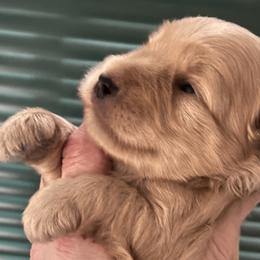 Bennie - Wheaten male Miniature Schnauzer puppy in Port Orchard, Washington from Silver Bells Miniature Schnauzers