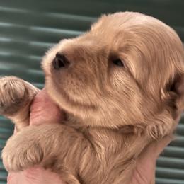 Bennie - Wheaten male Miniature Schnauzer puppy in Port Orchard, Washington from Silver Bells Miniature Schnauzers