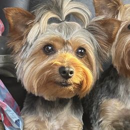 Athena - Yorkshire Terrier
