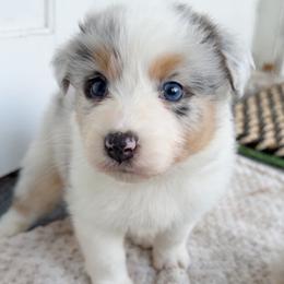 Crew - Blue merle male Australian Shepherd puppy in Kearney, Nebraska from Helix Aussies
