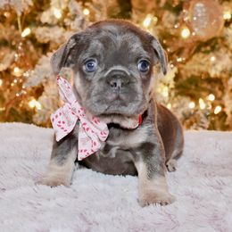 French Bulldog and Rottweiler Puppies from Muletown Rotties