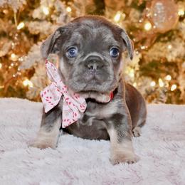 French Bulldog and Rottweiler Puppies from Muletown Rotties