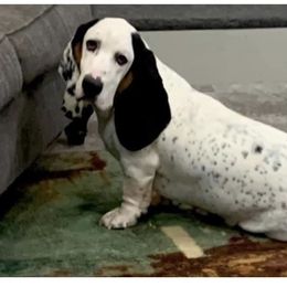 Basset Hounds from The Lowlife Basset Hounds