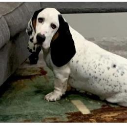 Basset Hounds from The Lowlife Basset Hounds