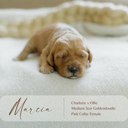 Marcia - Red  female Goldendoodle puppy in Hiddenite, North Carolina from Rose and Reid Doodles