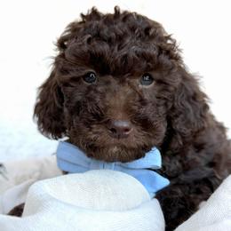 Creed - Chocolate male Goldendoodle puppy in Holly Springs, Georgia from Libby Lou’s Goldendoodles