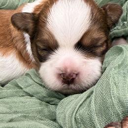 Vin - Brown and white male Shichon puppy in Bradford, Ohio from Ted E. Bear Patch