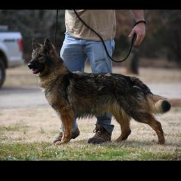 Zena - Sable female German Shepherd puppy in Dawsonville, Georgia from Des Nebels