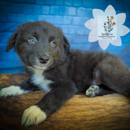 Canyon - Black & white male Australian Shepherd puppy in Owego, New York from WildBloom Australian Shepherds