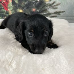Dachshund puppies from Cynthia’s Royal Dachshunds