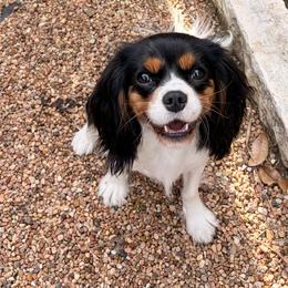 Daisy - Cavalier King Charles Spaniel