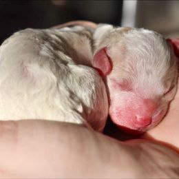 Alice - female Australian Mountain Doodle puppy in Redding, California from Farmstead Doodles