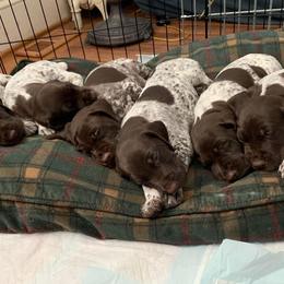 German Shorthaired Pointer Puppies from Twin Gabels GSPs