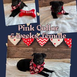 German Shepherd Puppies from Pocono GSD