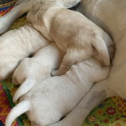 Labrador Retriever Puppies from Southern Tails Labradors