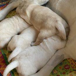 Labrador Retriever Puppies from Southern Tails Labradors