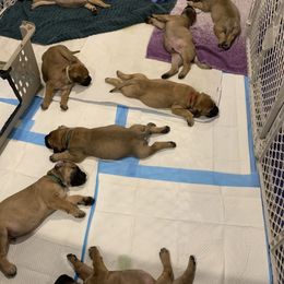 Bullmastiff Puppies from Curnwood’s Bullmastiff’s
